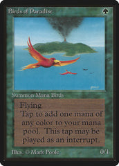 Beta Birds of Paradise (Grade 8)